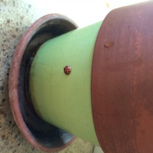 Ladybug