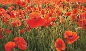 gardens-poppies-006